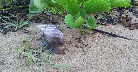 Little Snail Friend Imgur
