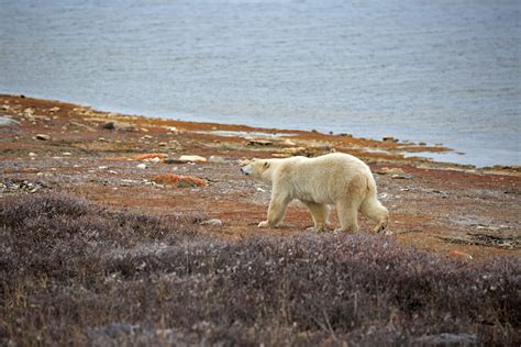 Die 10 Besten Aktivitäten In Churchill Manitoba Der Welt Reisender