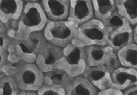 Scanning Electron Microscopy Image Of Nanovis Nanotube Surface