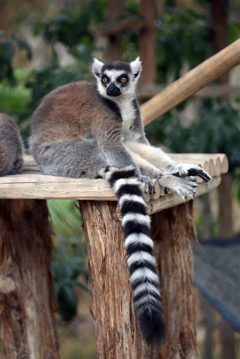 Why Do Ring Tailed Lemurs Have Striped Tails Reid Park Zoo