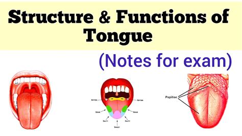 Tongue Structure Of Tongue Functions Of Tongue Different Types Of Taste