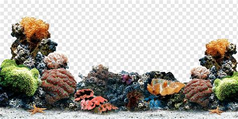 Coral Color Reefs Seabed Coral Png Pngwing