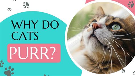 why do cats purr cat behavior explained youtube