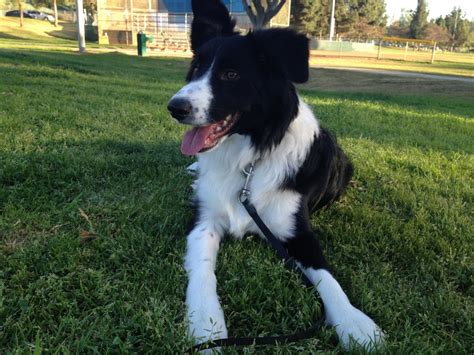 A Personal Introduction To The Mcnab Dog Breed Mcnab Border Collie