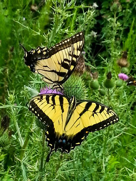 Eastern Tiger Swallowtails Papilio Glaucus On A Thistle Flickr