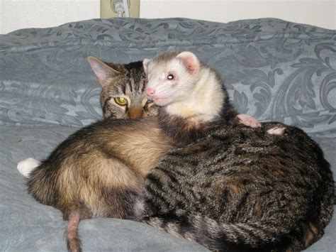 Cat And Ferret Furr Friends So Many Cute And Funny Pets