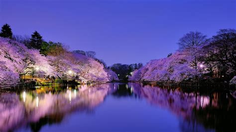 Colorful Spring Cherry Blossom Trees With Lights Reflection On River