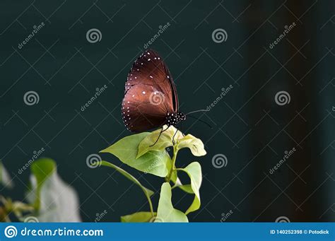 Dark Brown Butterflies Perch On Green Leaves In The Flower Garden At