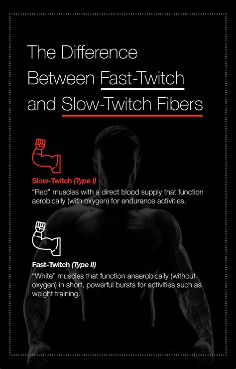 Slow Twitch Vs Fast Twitch Muscle Fibers And How To Target Them The