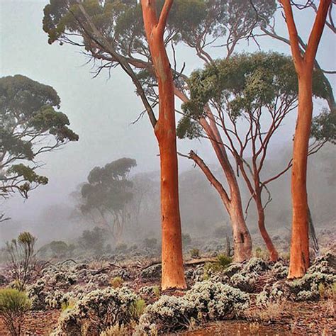 Eucalyptus Salmonophloia Eucalyptus Australian Seed Australia
