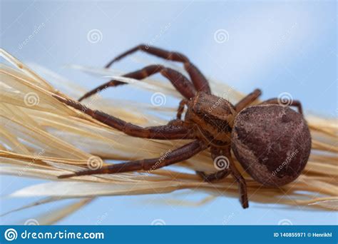 Double Banded Crab Spider Xysticus Bifasciatus On Straw Stock Image