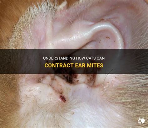 Understanding How Cats Can Contract Ear Mites Petshun