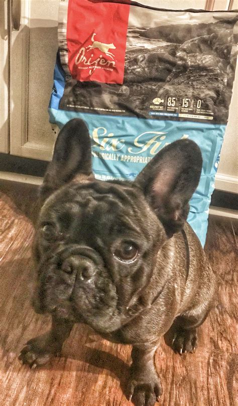33 Best Photos French Bulldog Hypoallergenic Food The Complete Guide