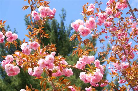 Pink Flowering Trees For Your Yard