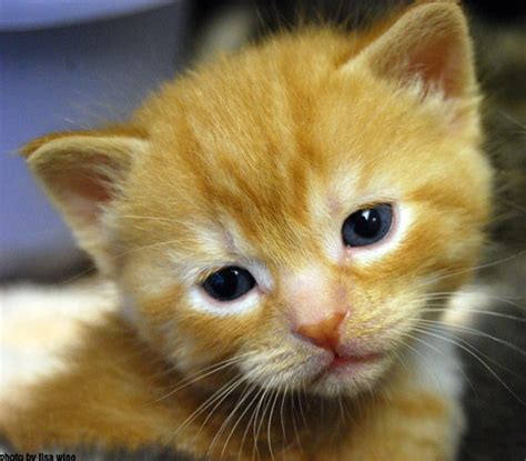 See more ideas about kittens, orange kittens, cats. orange kitten | more kittens at the oakville humane ...