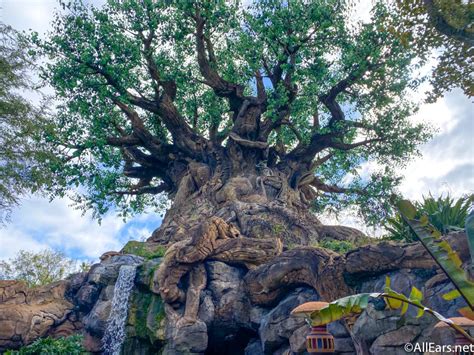 Animal Kingdom Baobab Tree Orlando Florida Disney World Tree Nature