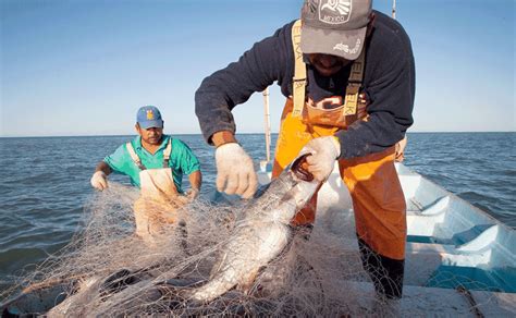 Meta Del Programa Nacional De Pesca Y Acuacultura 2020 2024