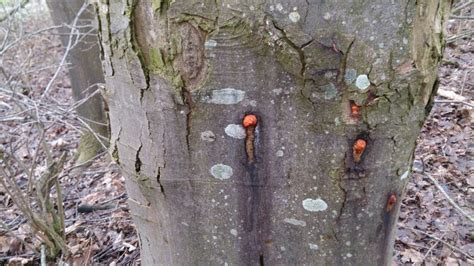 Aktuelle Baumkrankheiten Im Überblick Baumsicht