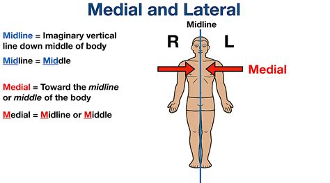 Anatomical Anatomical Position What Is It Significance Regions