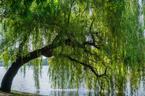 Everything You Need To Know About Weeping Willow Trees This Old House