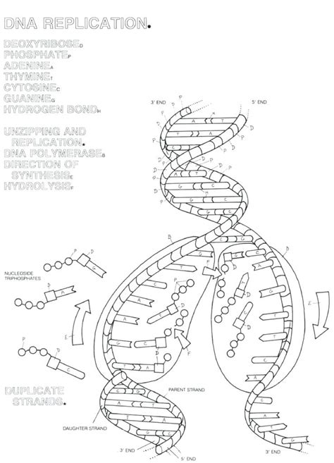 The method of dna replication is known as q. Dna And Replication Worksheet Answers Label The Diagram - Juleteagyd