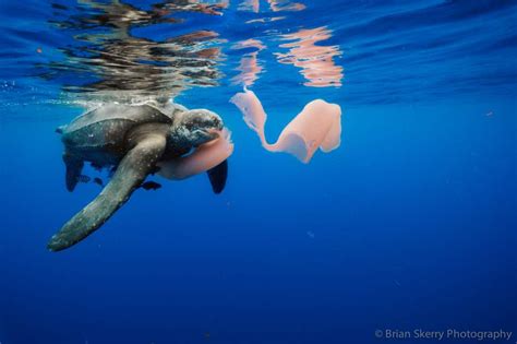 Leatherback Sea Turtle Eating Plastic Bags