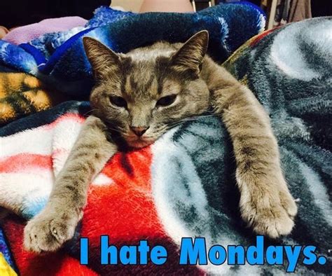 65 Funny Monday Memes To Help You Make It Through The Day Monday Jokes