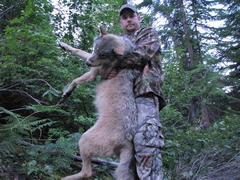 Gray Wolf Hunts Can Continue Federal Judge Says The Spokesman Review