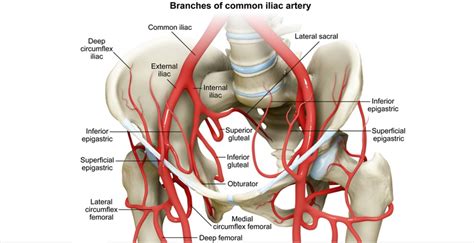 USMLE Notes Branches Of The Iliac Artery Most Important