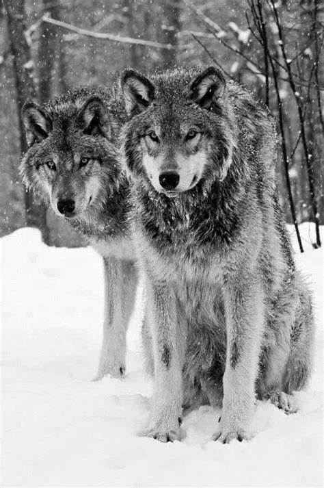 Wolves In Snow Wolf Photos Wolf Pictures Animal Pictures Wolf Love
