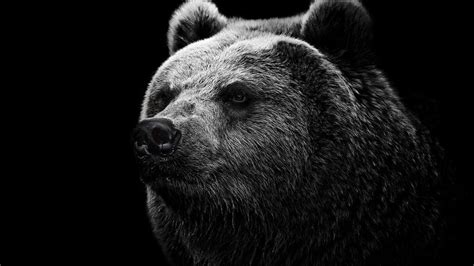 Bear Wallpapers Hd Free Download Pixelstalknet