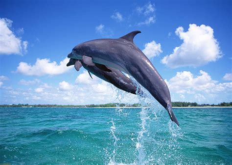 Dolphin Wallpapers 69 Images