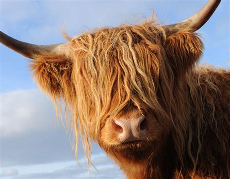 A Highland Cow Scotland Four Seasons Of Scotland Pictures Pics