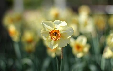 Daffodils Flower Cool Hd Desktop Wallpapers 4k Hd