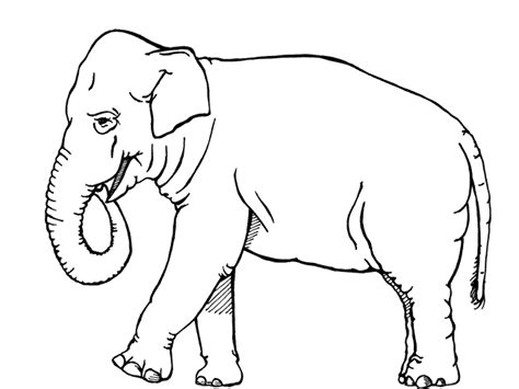 Free Printable Elephant Coloring Pages Easy Elephant Pictures To Color