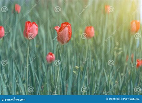 Blooming Red Tulips In Green Grass Stock Photo Image Of Green Beauty