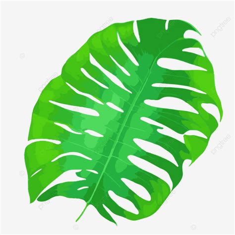 A Tropical Green Leaf Nature Leaf Tropical Leaf Png Transparent