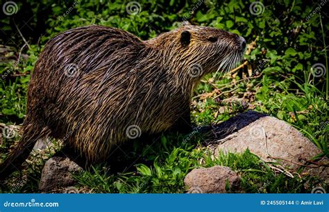 Nutria Rodent Hula Valley Israel Stock Photo Image Of Israel Nutria