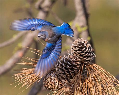 20 Photos Of Breathtaking Blue Colored Birds Birds And Blooms