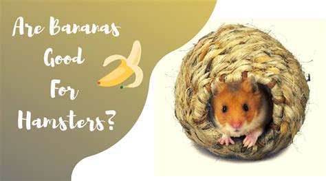Bananas are a favorite of many people. Can Hamsters Have Bananas? - Petsium