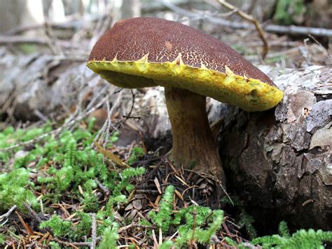 13 Edible Mushrooms In Alaska With Foraging Pictures