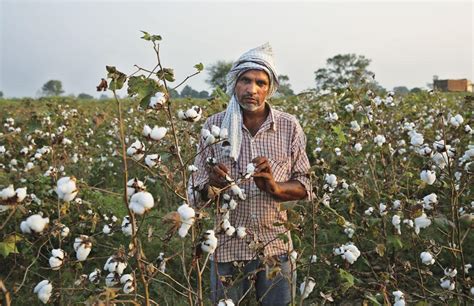 Why India Continues To Use Lethal Pesticides
