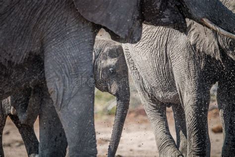 Baby Elephant In Between The Herd Stock Photo Image Of Africa