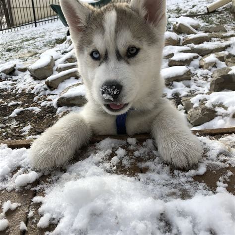 Baby Siberian Huskys First Time In The Snow Raww