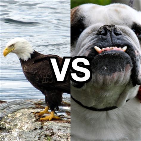 Bulldogs vs sea eagles live stream. Round 13; 2014 - Manly-Warringah Sea Eagles vs Canterbury ...