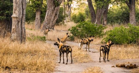 Many lodges are only accessible by chartered plane, but lodges and campsites in the moremi tongue are usually accessible by 4x4. Victoria Falls and Chobe Safari - 7 Day - Safari With Us