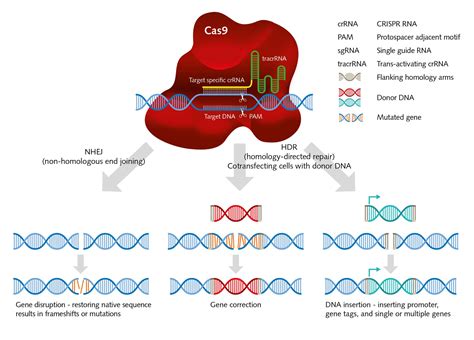 Crisprcas9 The Genome Editing Revolution Promocell