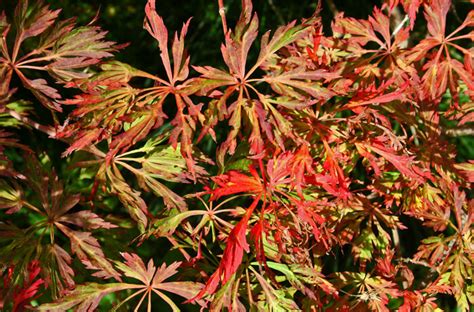 Acer Japonicum Green Cascade Weeping Full Moon Maple For Sale Red Panda Nursery