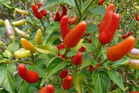 ~hot Hawaiian Chili Pepper~ Capsicum Frutescens Cv Hawaiian Chili 60