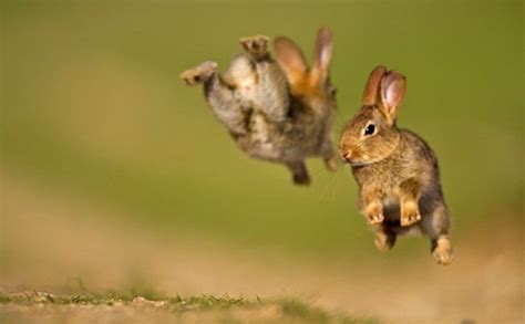 How High Can Rabbits Jump Sand Creek Farm Rabbit Jumping Rabbit